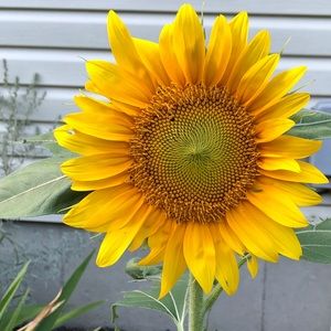 Meet your Posher, Leslie